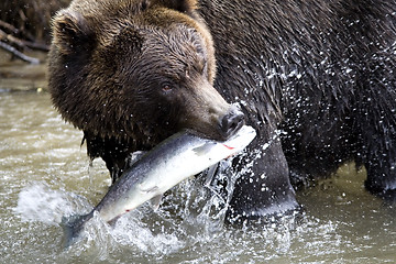 Image showing Brown bear and fish