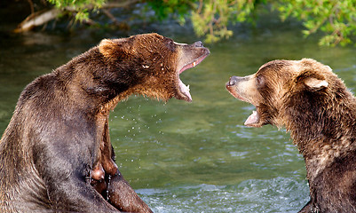 Image showing The bear conversation.