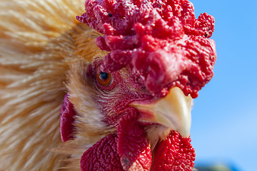 Image showing A rooster portrait close up