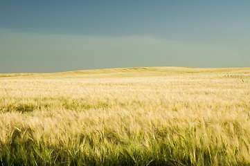 Image showing barley field 1