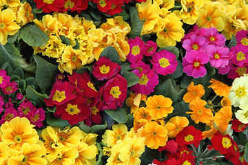 Image showing color spring flowers 