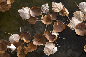 Image showing Leaves frozen in water