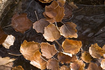 Image showing Leaves frozen in water