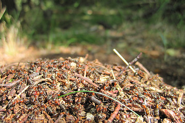Image showing ant colony