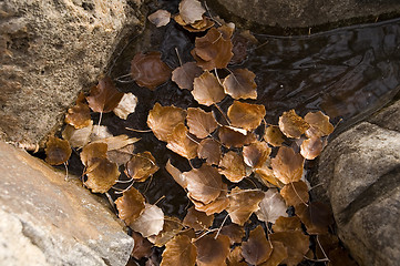 Image showing Leaves frozen in water