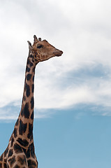 Image showing Giraffe portrait