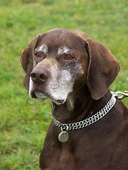 Image showing Very Old Pointing Dog