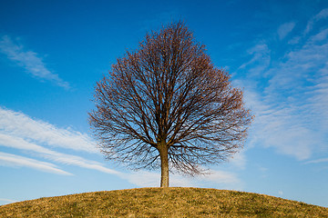 Image showing Lonely tree on the hill 
