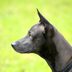 Image showing The portrait of Tailand Ridgeback