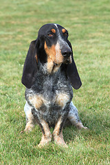 Image showing The sad Blue Gascony Basset