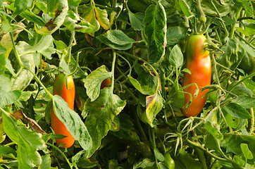 Image showing green raw red ripe oblong tomatoes greenhouse 