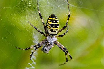 Image showing wasp spider spiderweb catch prey 