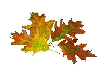 Image showing four decorative oak leave in autumn composition  