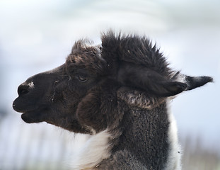 Image showing Brown And White Alpaca