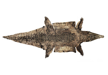 Image showing Old Alligator Skin