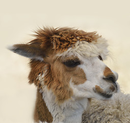 Image showing  Brown And White Alpaca 