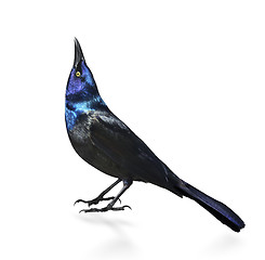 Image showing Common Grackle 