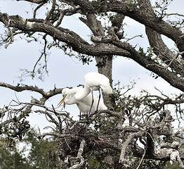 Image showing Great Egrets