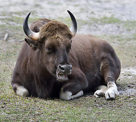 Image showing Indian Gaur