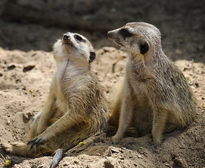 Image showing Meerkats