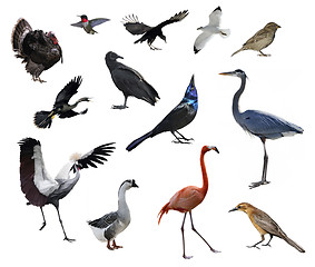 Image showing Wild Birds