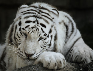 Image showing Portrait Of White Tiger