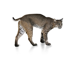 Image showing Bobcat