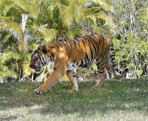 Image showing Walking Tiger