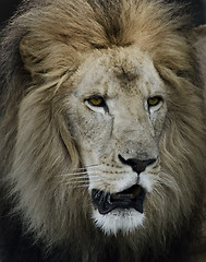 Image showing Portrait Of Lion