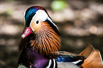 Image showing Mandarin Duck