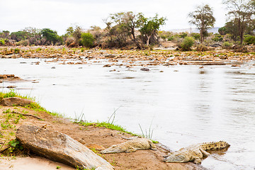 Image showing Kenian crocodiles