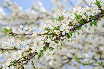 Image showing A background of white spring blooming branches