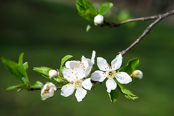 Image showing Branch of white blooming buds on a dark background