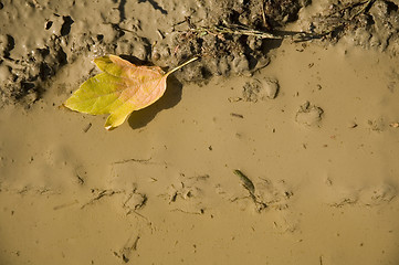 Image showing Leaf in mud