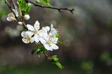 Image showing Branch of white blooming buds on a dark background