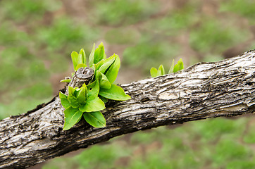 Image showing Earliest spring green leaves on an old branch