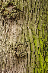 Image showing Texture of a tree bark with green moss