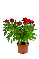 Image showing red roses in a pot