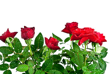 Image showing red roses with water drops 