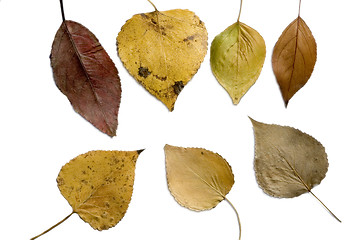 Image showing Isolated fall leaves
