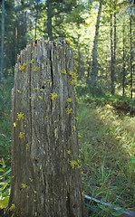 Image showing Tree stump