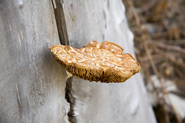 Image showing Mushroom on tree