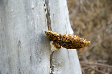 Image showing Mushroom on tree