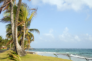 Image showing undeveloped Sally Peach beach palm trees  Caribbean Sea with nat