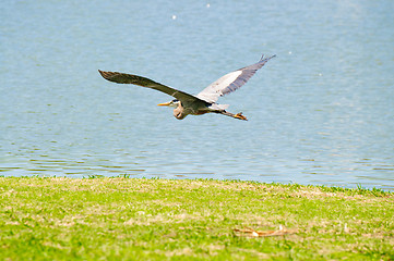 Image showing Beautiful crane flying over lake