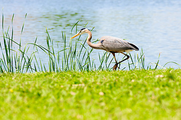 Image showing Beautiful crane beside lake