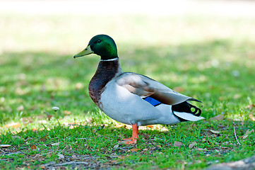 Image showing Mallard duck at a park