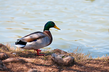 Image showing Mallard duck on shore