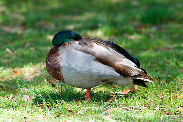 Image showing Mallard duck sleeping