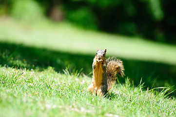 Image showing Squirrel eating in the grass